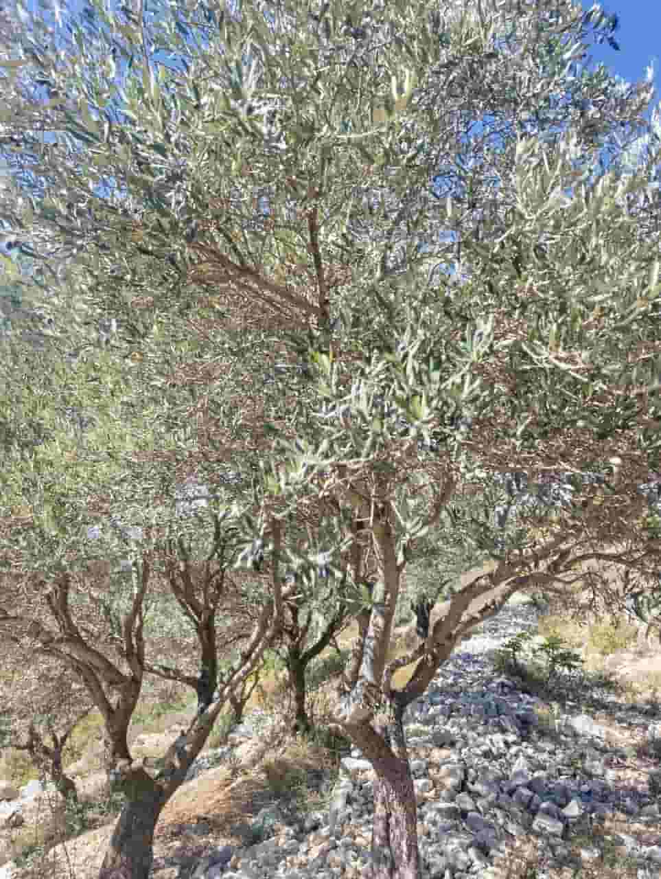 أرض للبيع في بيجي جبيل 11300 م أرض للبيع في بيجي جبيل 11300 م